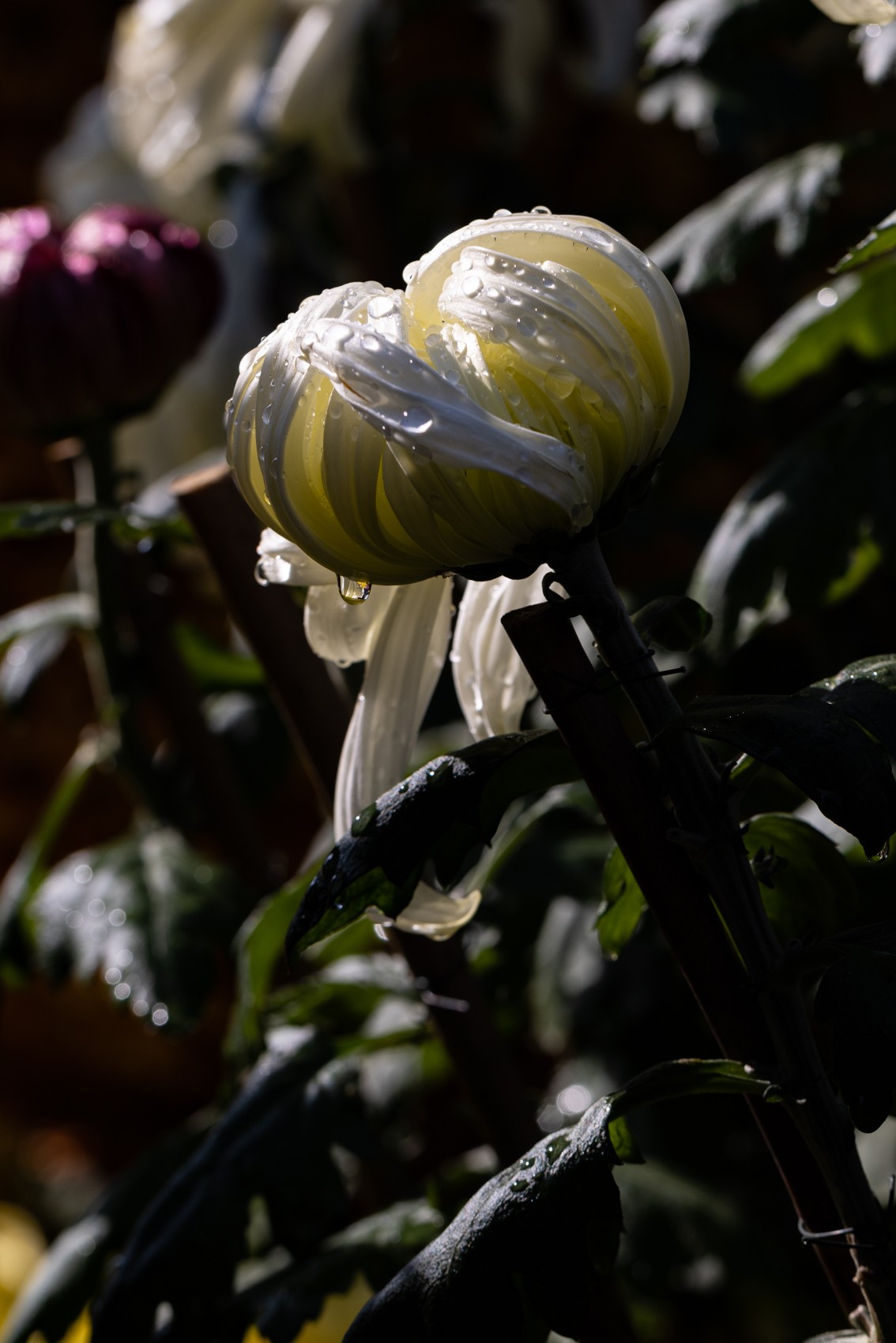 花枝招展（361）