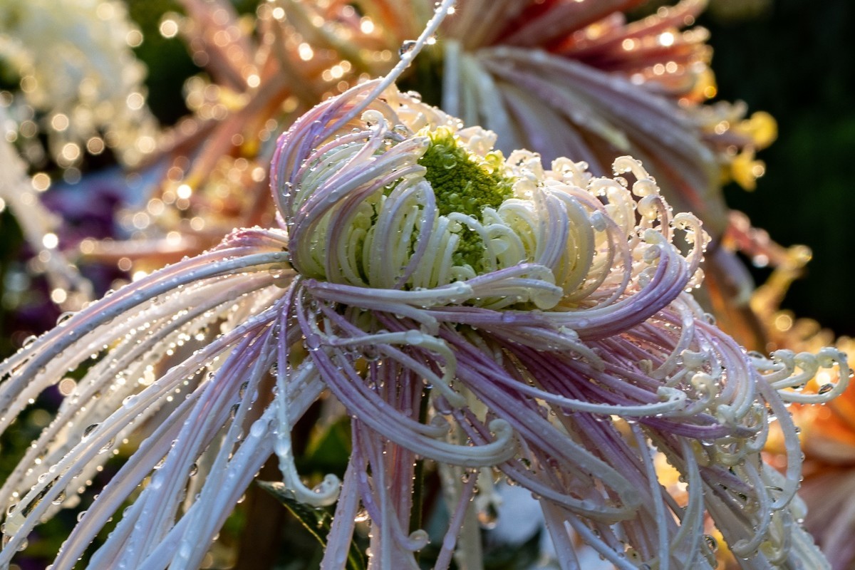 花枝招展（361）