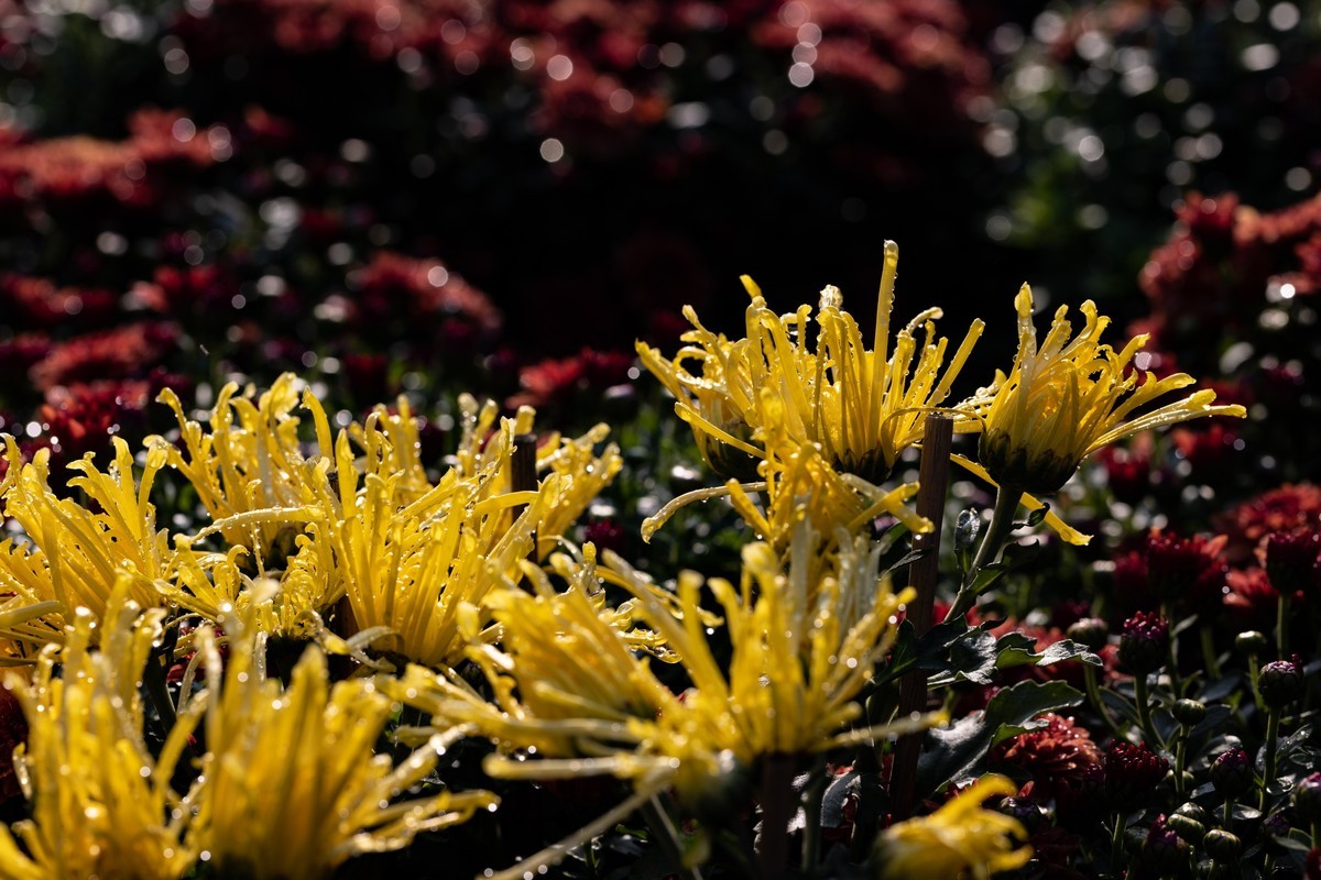 花枝招展（361）