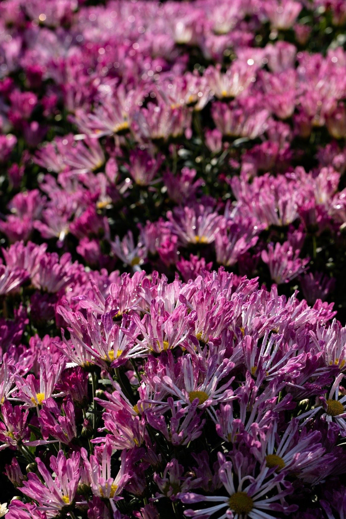 花枝招展（361）