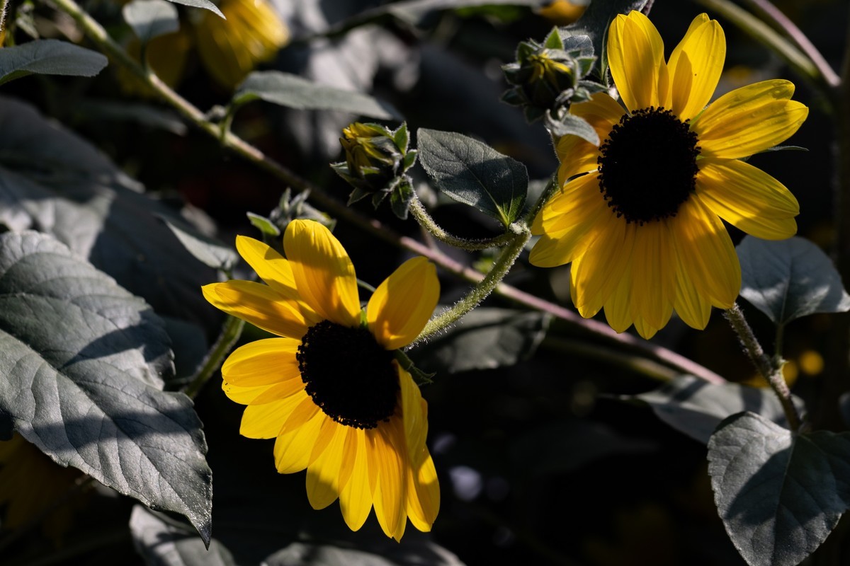 花枝招展（361）