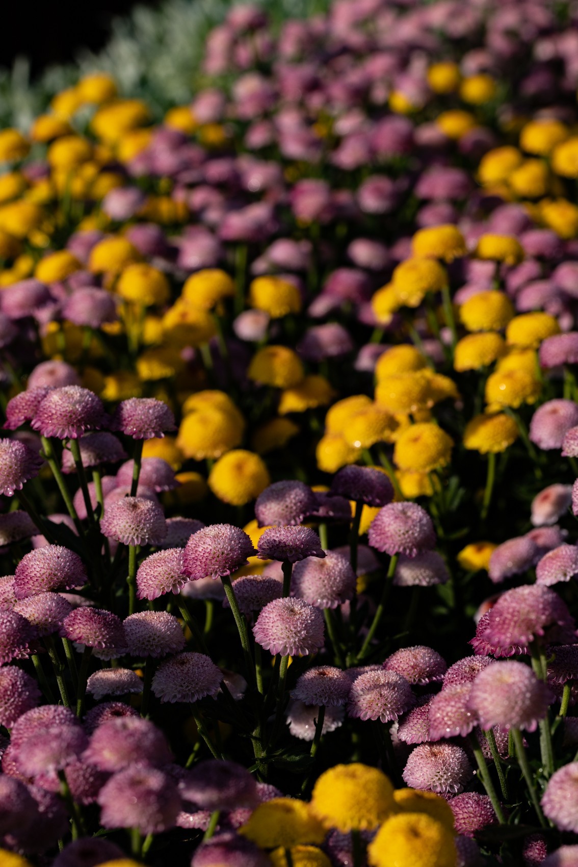 花枝招展（361）