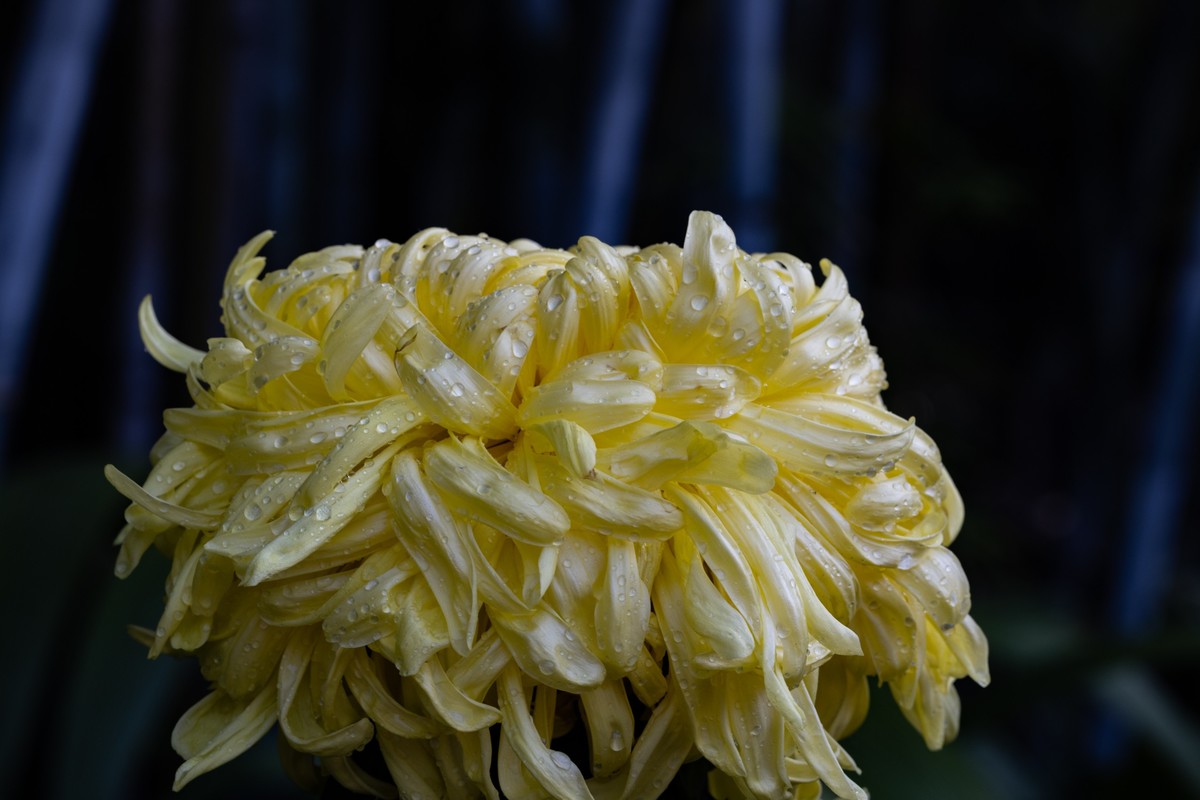 花枝招展（361）