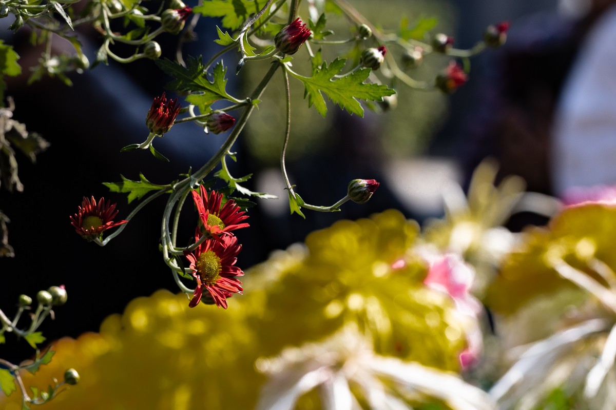 花枝招展（361）