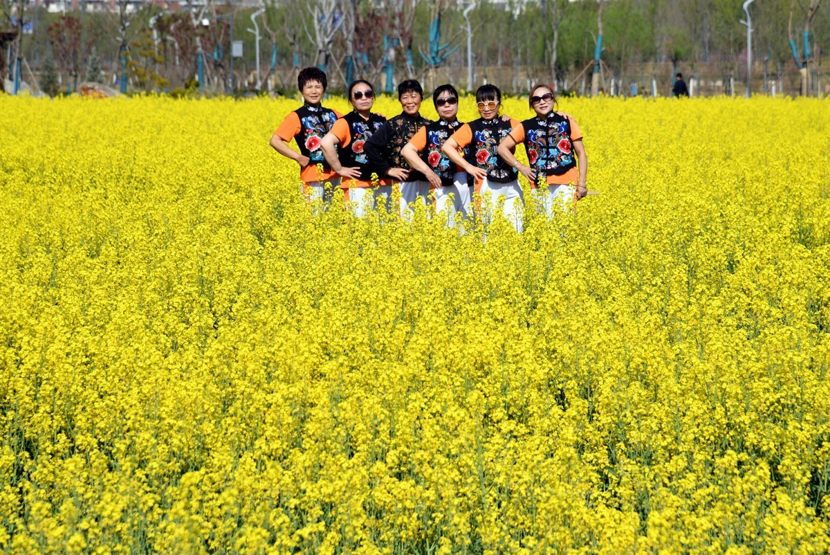 大妈们油爱菜花