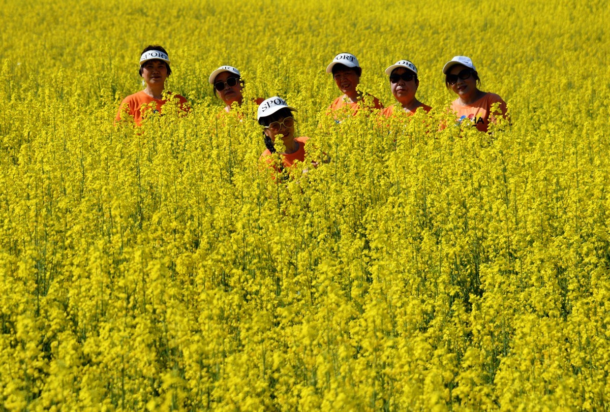 大妈们油爱菜花