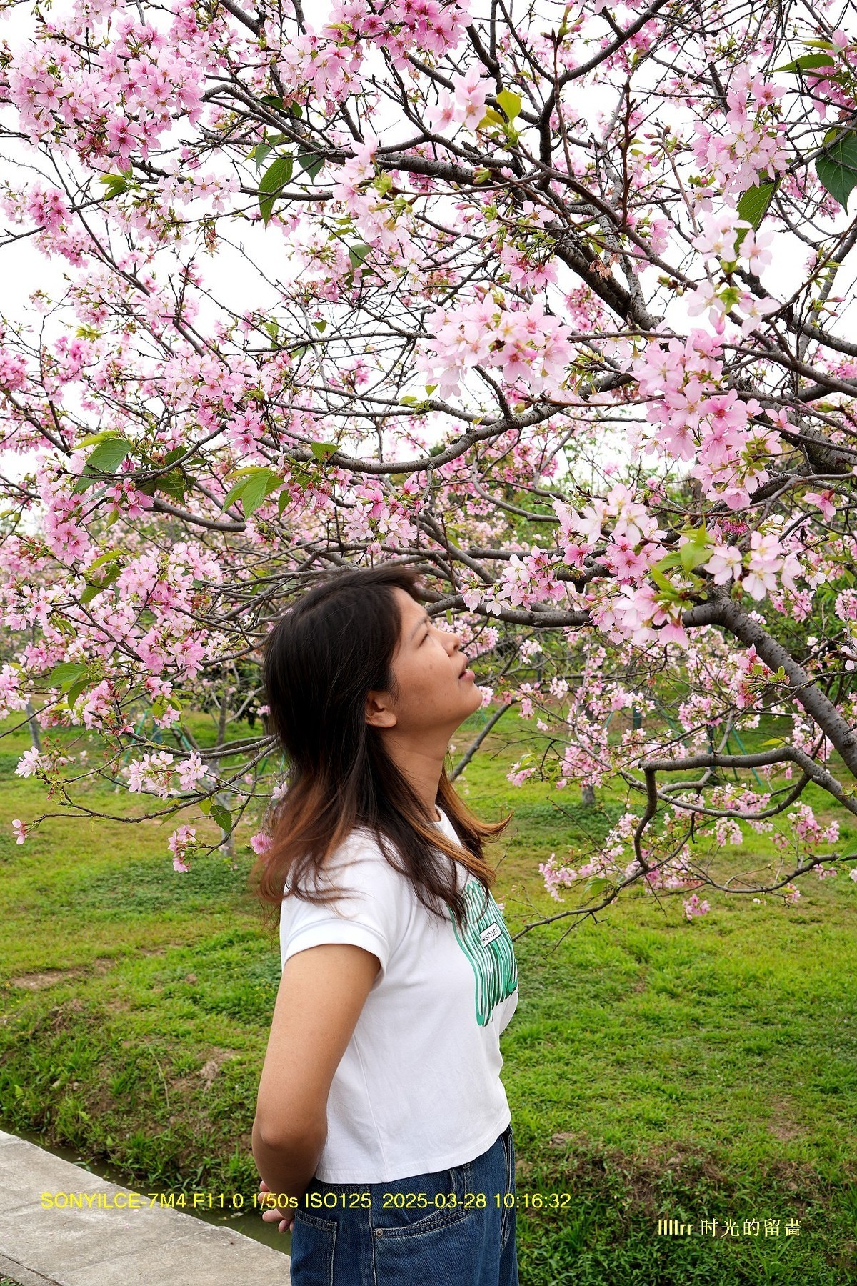 海珠湿地广州樱