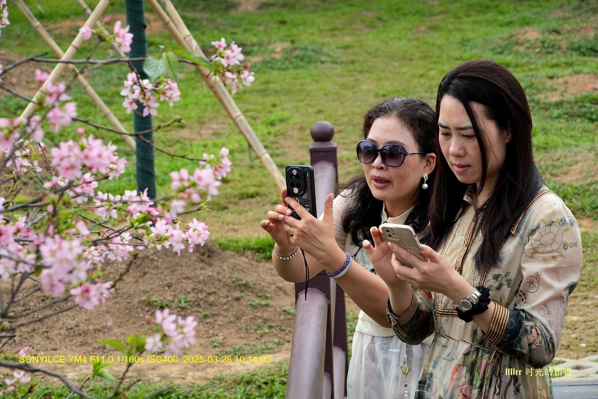 海珠湿地广州樱