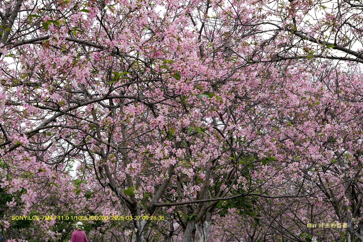 海珠湿地广州樱
