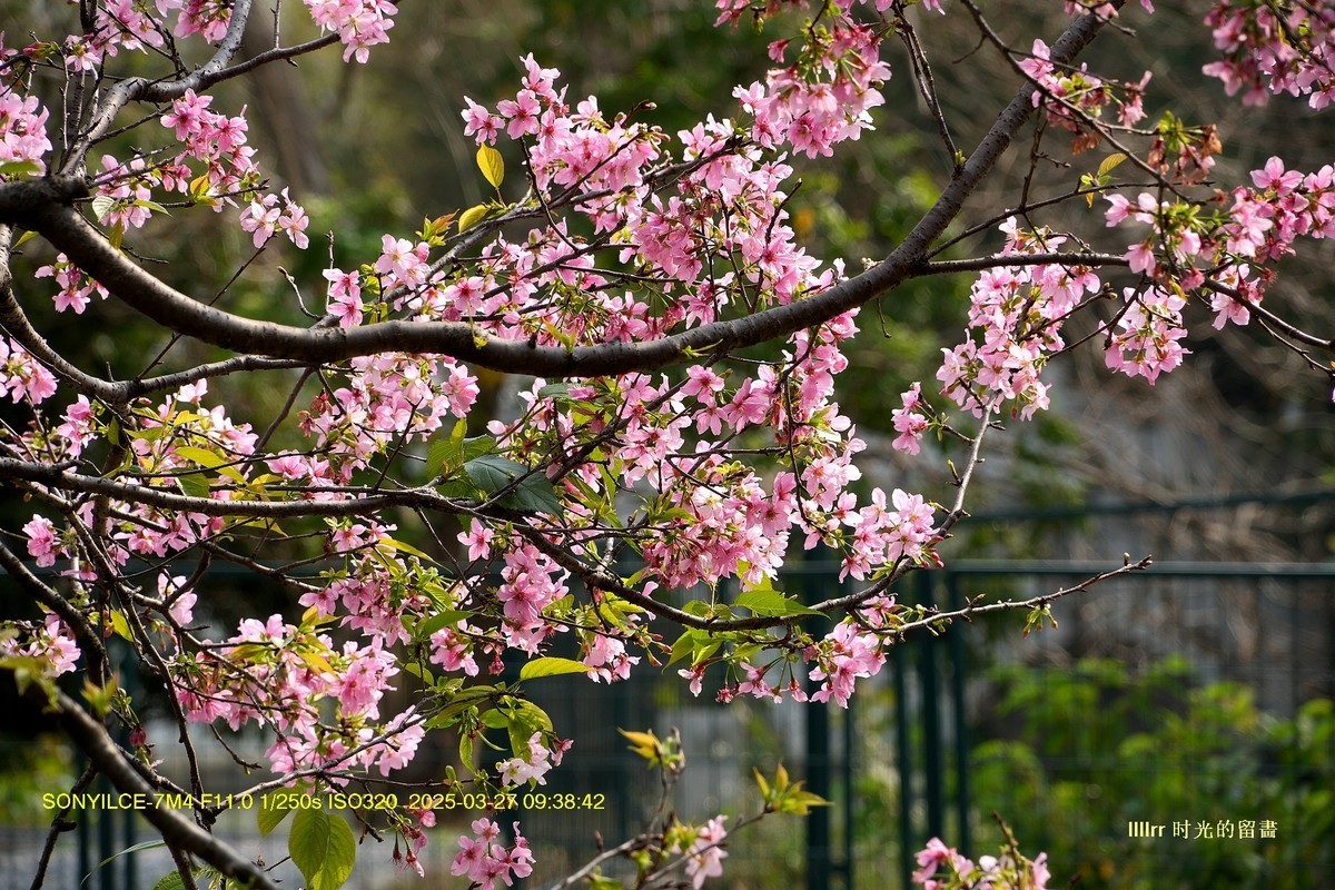 海珠湿地广州樱