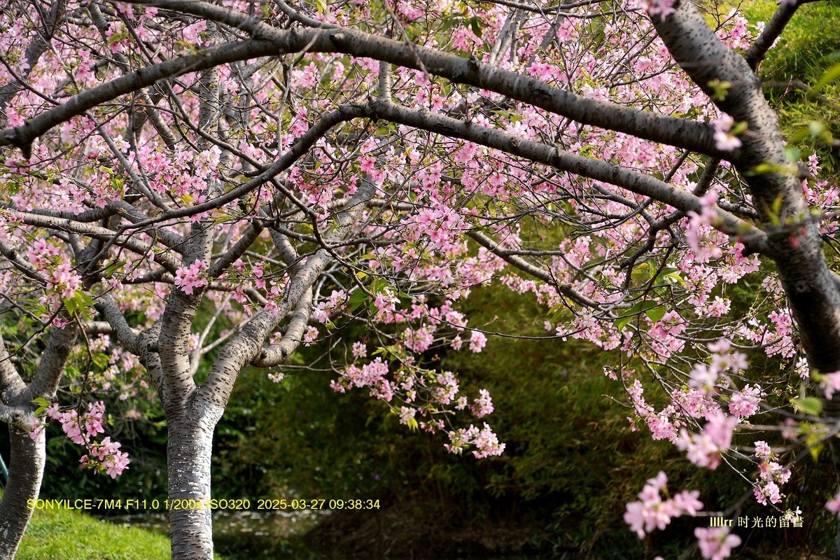 海珠湿地广州樱