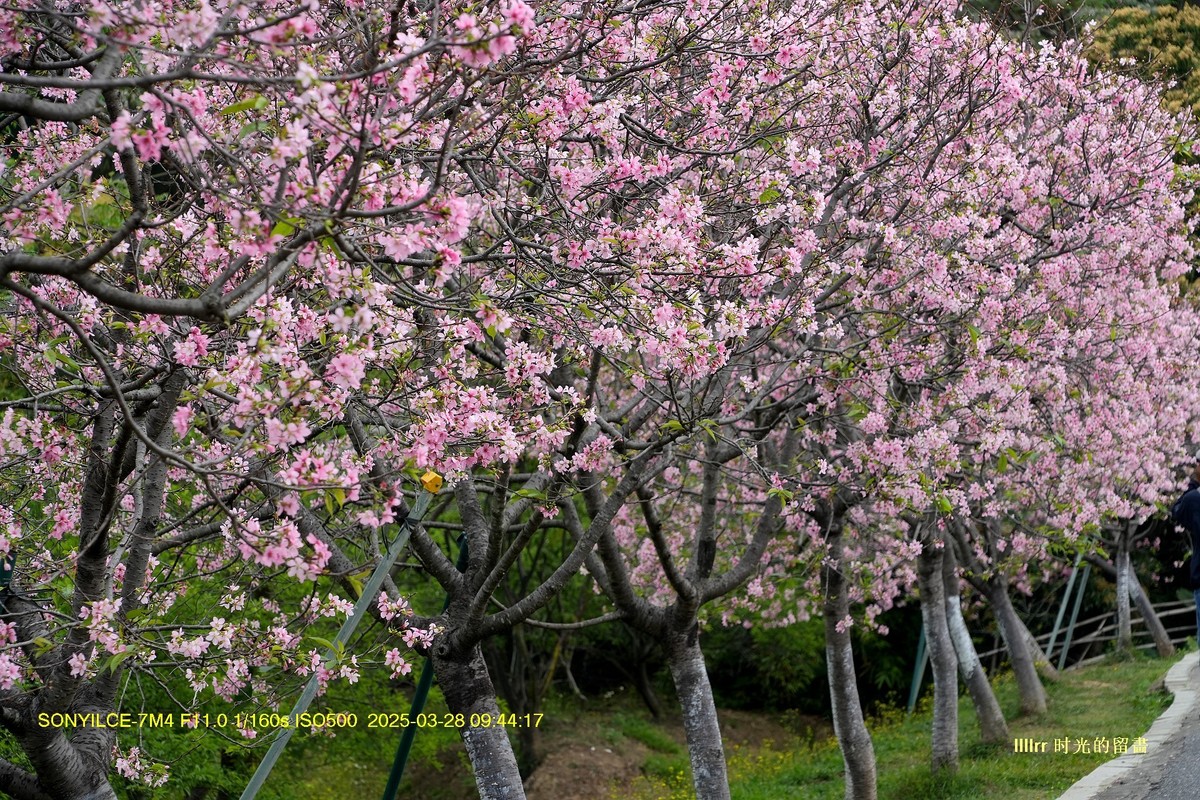 海珠湿地广州樱