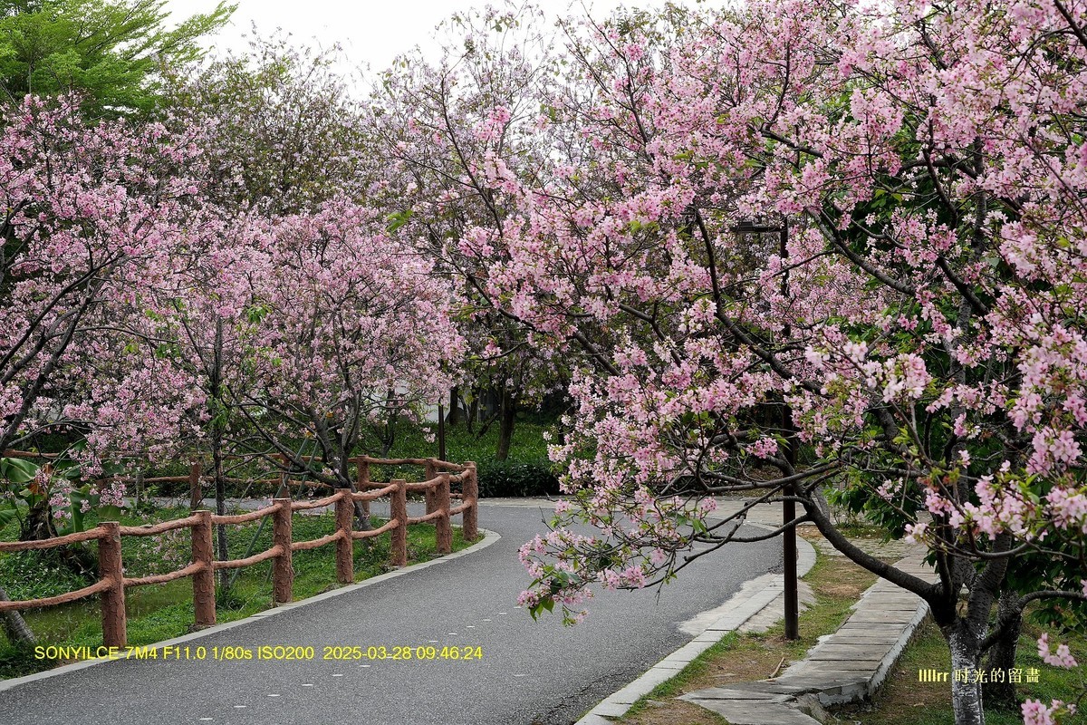 海珠湿地广州樱