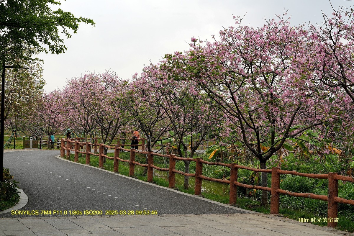 海珠湿地广州樱