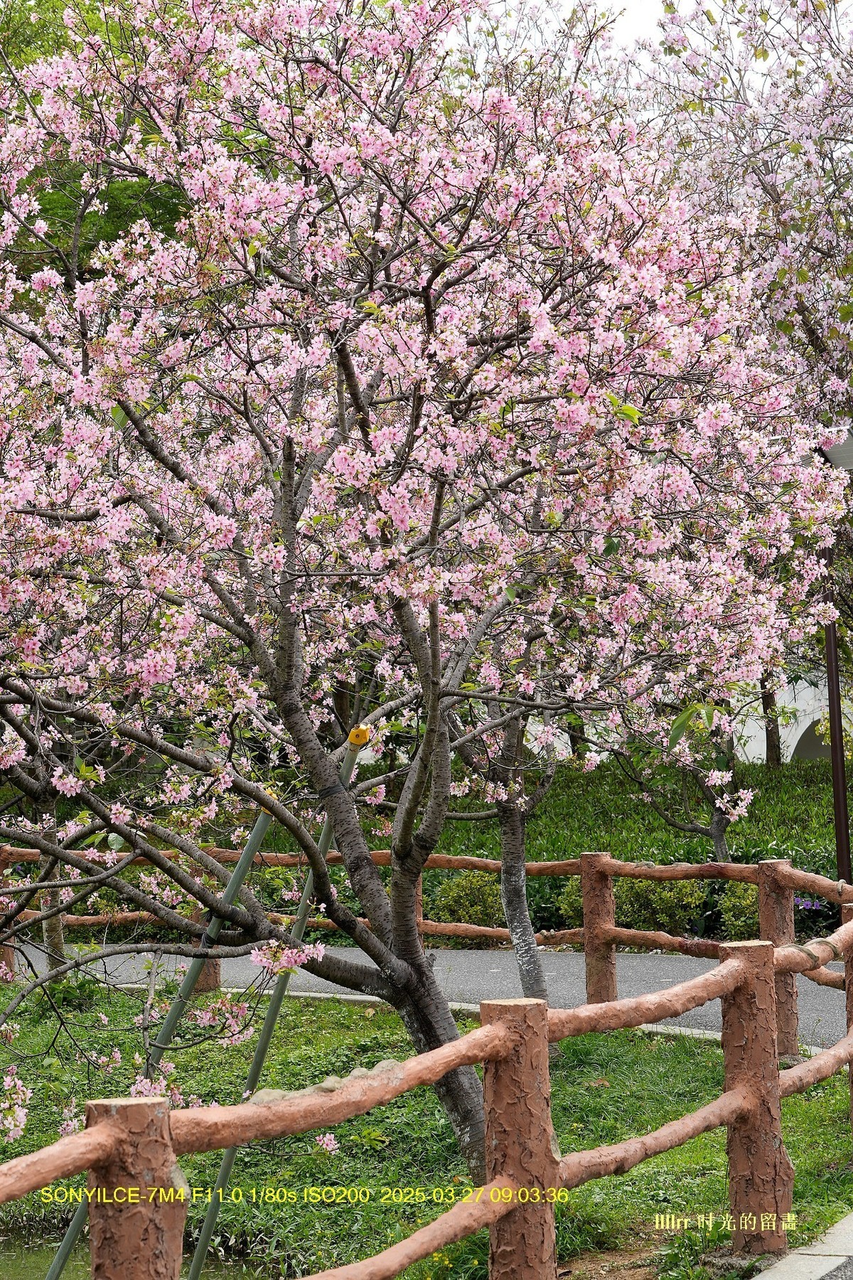 海珠湿地广州樱
