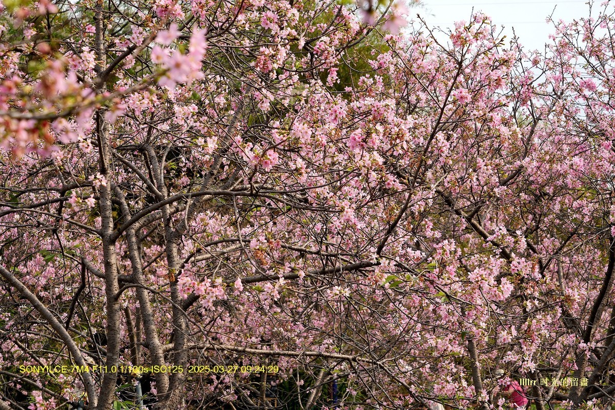 海珠湿地广州樱