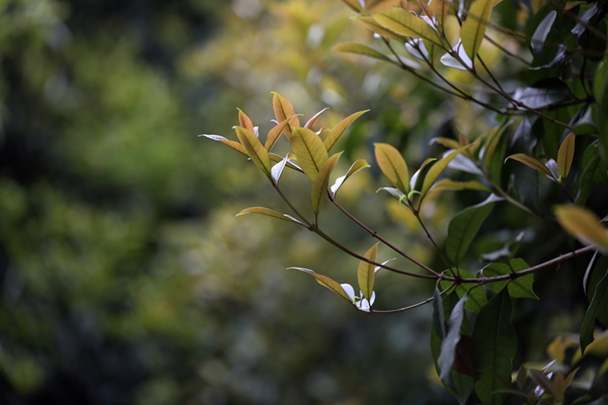春枝发新芽