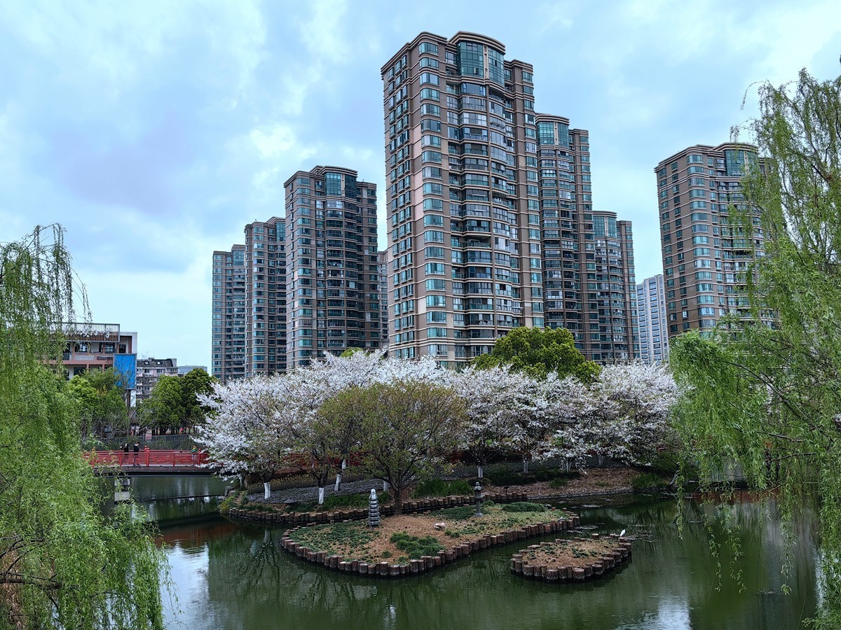 宁波樱花公园随拍
