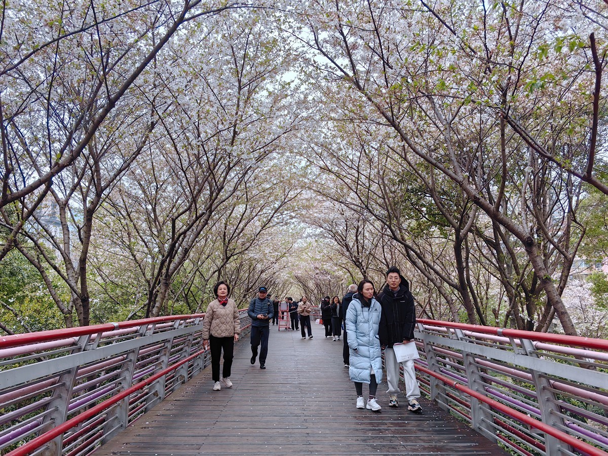 宁波樱花公园随拍