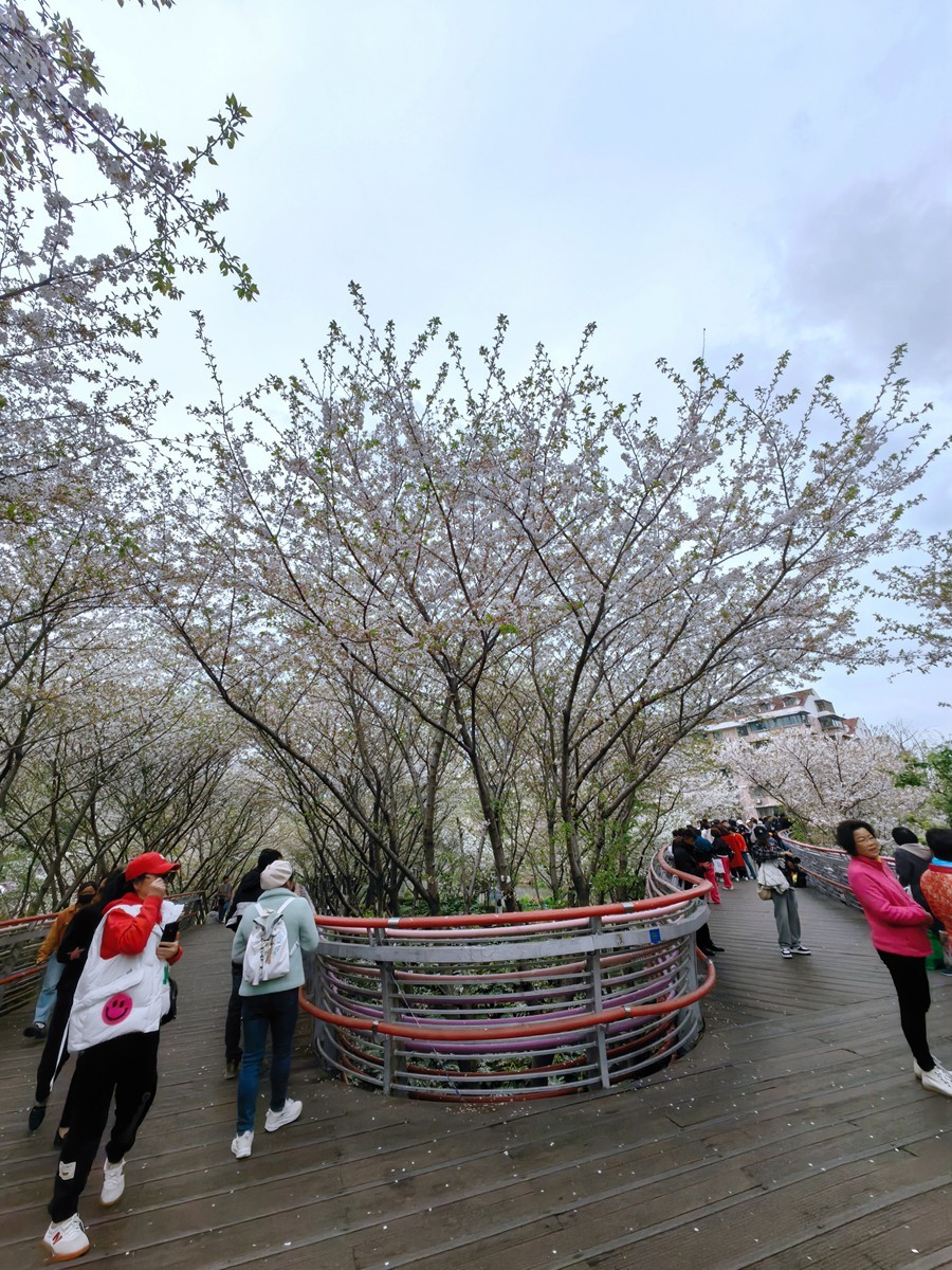 宁波樱花公园随拍