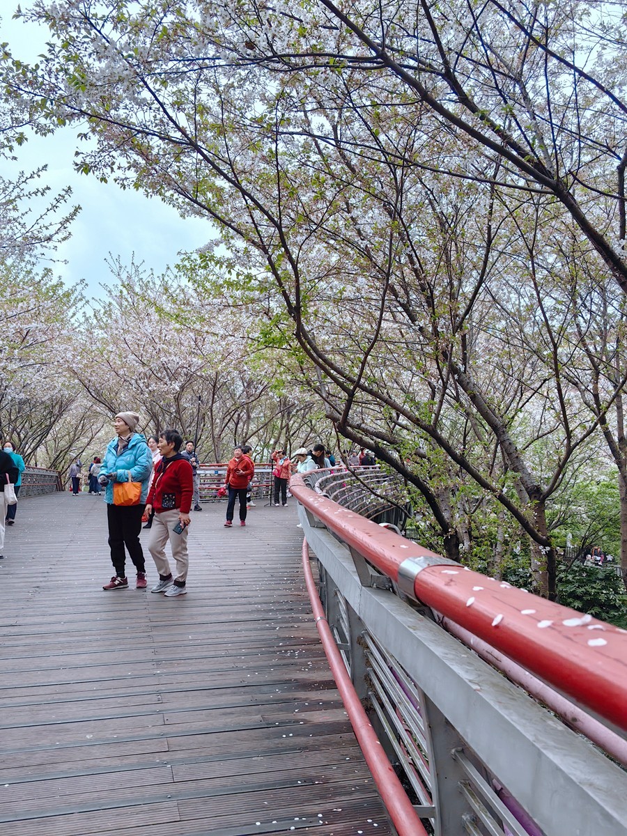 宁波樱花公园随拍
