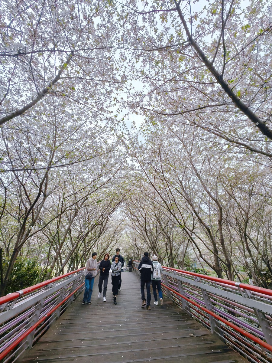 宁波樱花公园随拍