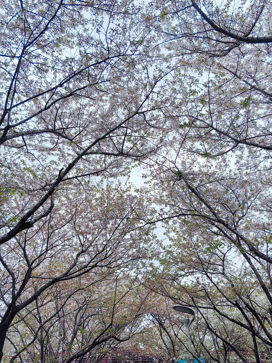 宁波樱花公园随拍