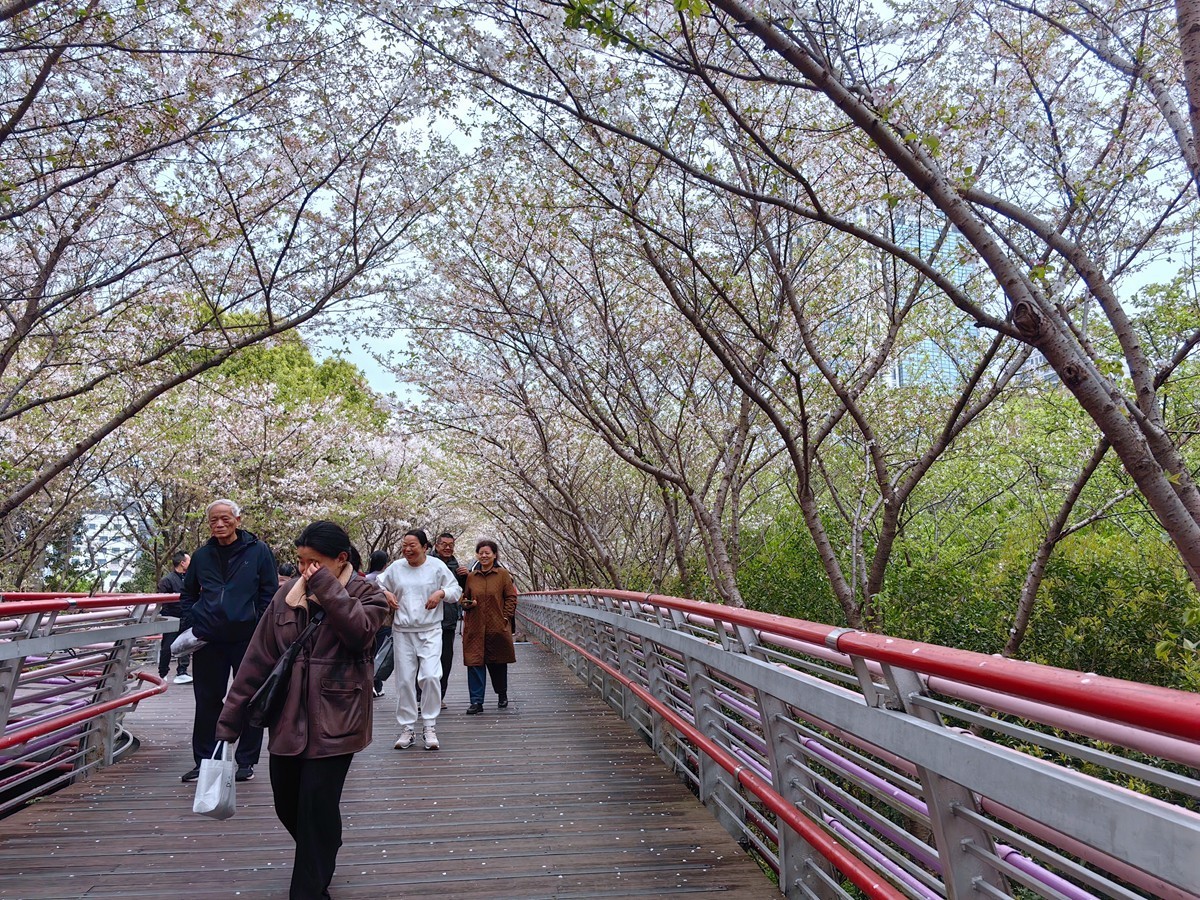 宁波樱花公园随拍