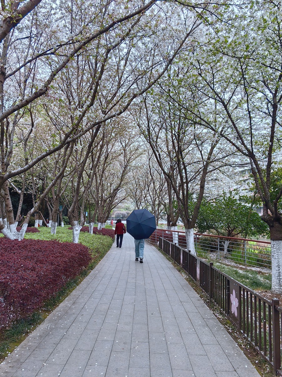 宁波樱花公园随拍