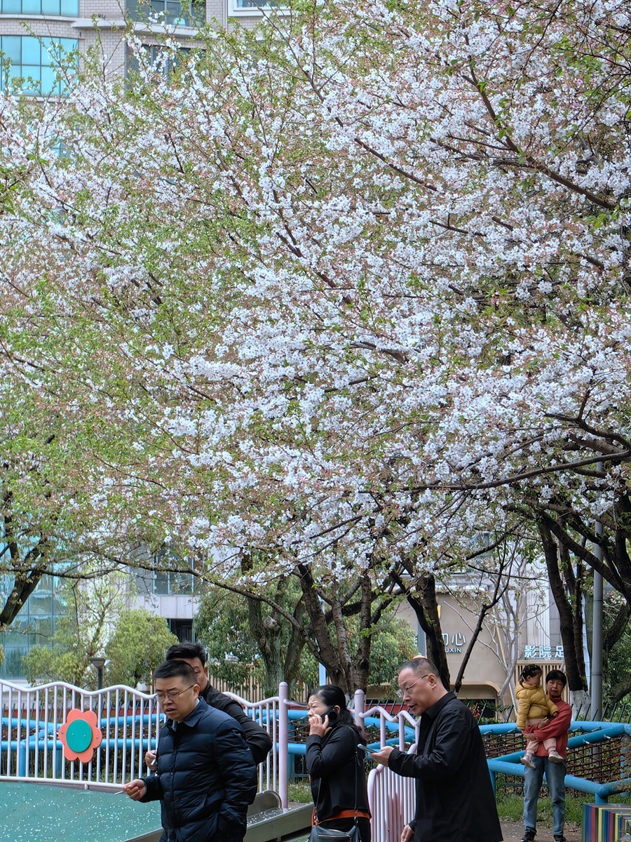 宁波樱花公园随拍