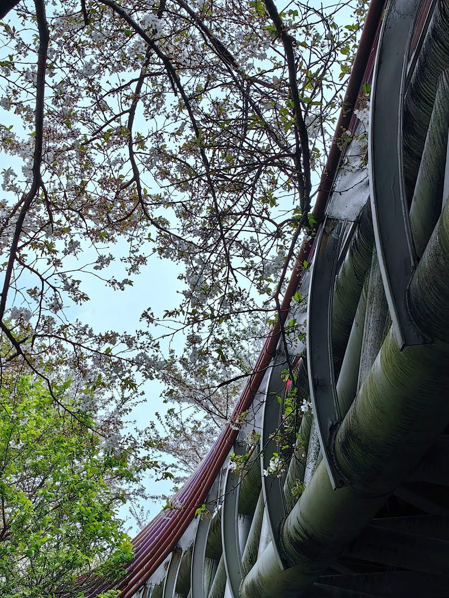 宁波樱花公园随拍