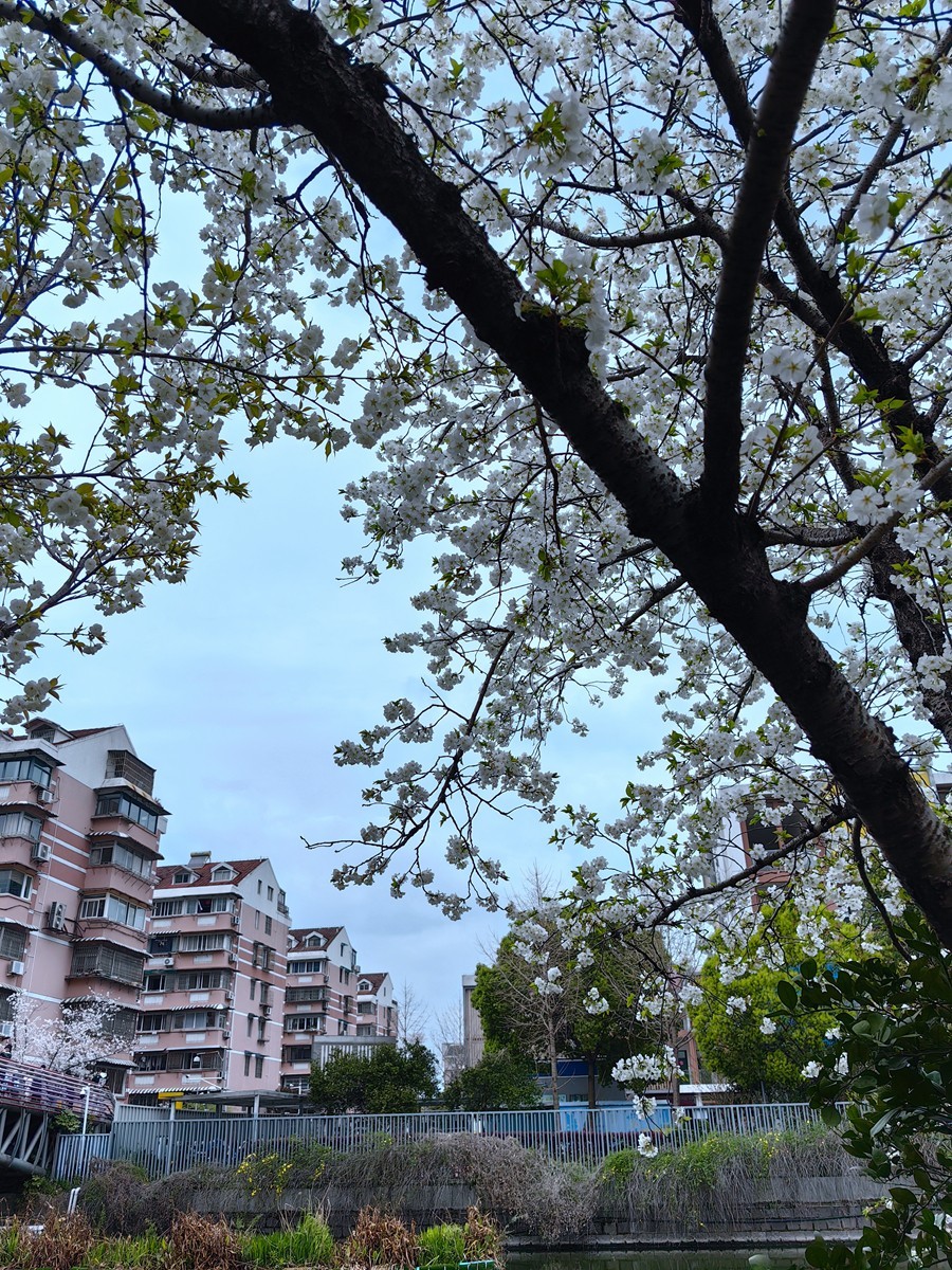 宁波樱花公园随拍