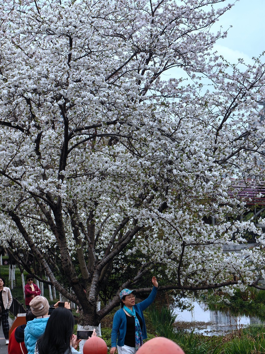 宁波樱花公园随拍