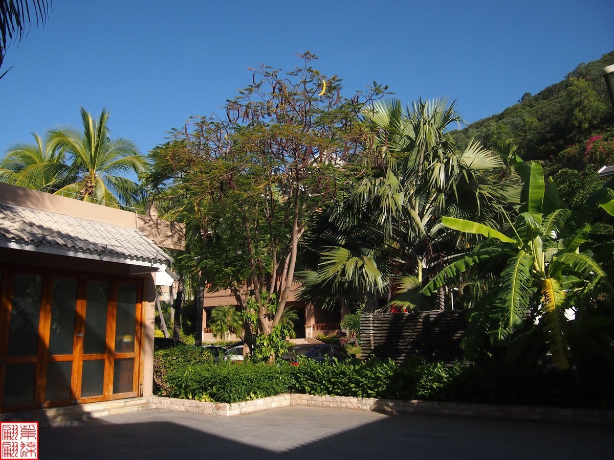 2023.11.18海南旅游随拍（14）