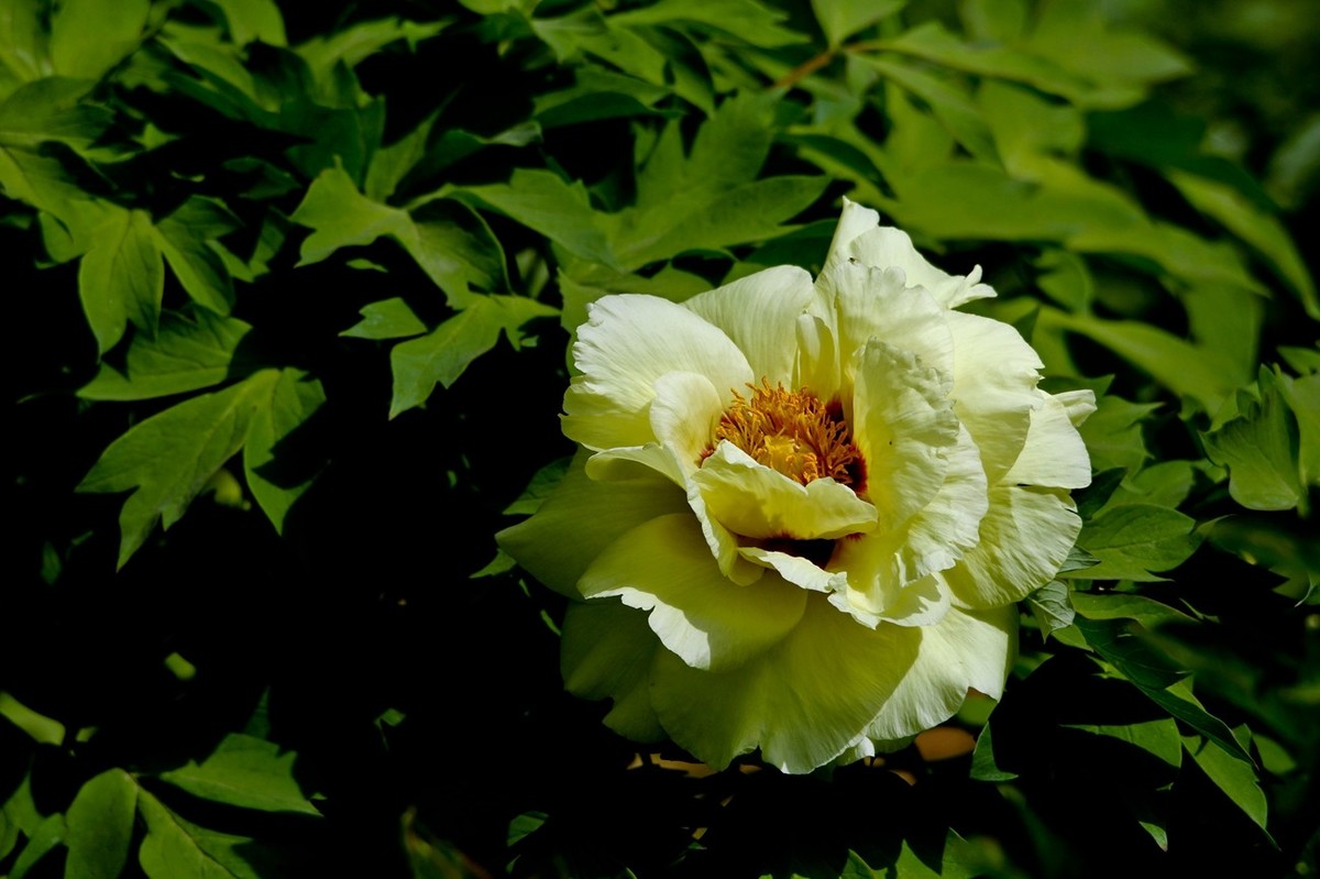 仲春——最后的牡丹