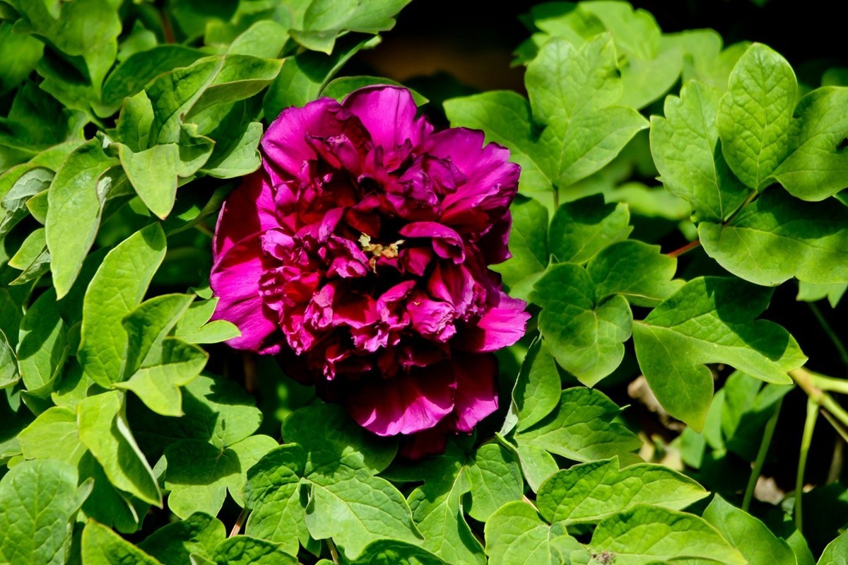 仲春——最后的牡丹