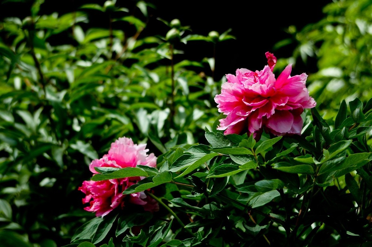 仲春——最后的牡丹