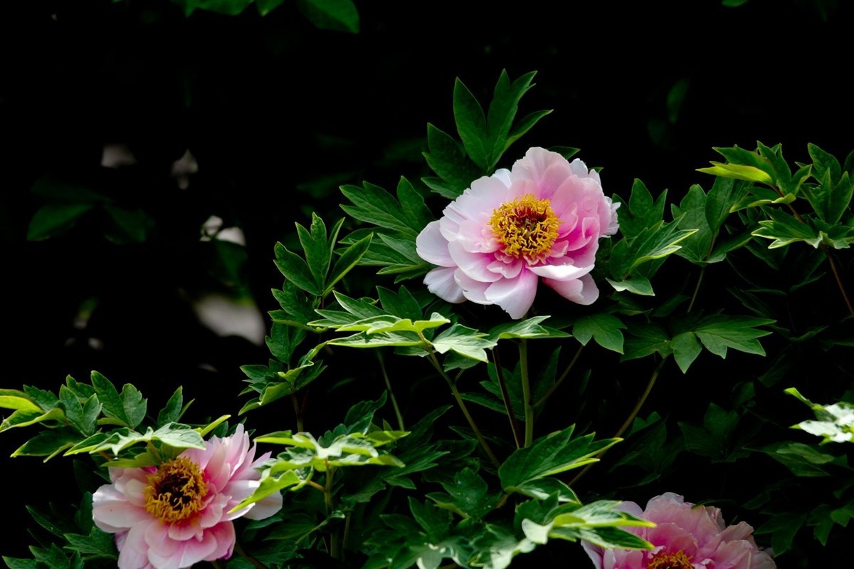 仲春——最后的牡丹