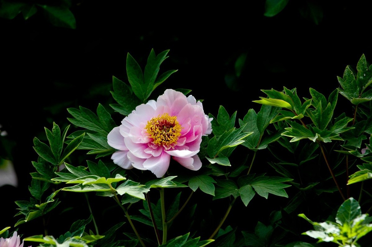 仲春——最后的牡丹