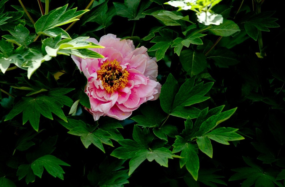 仲春——最后的牡丹