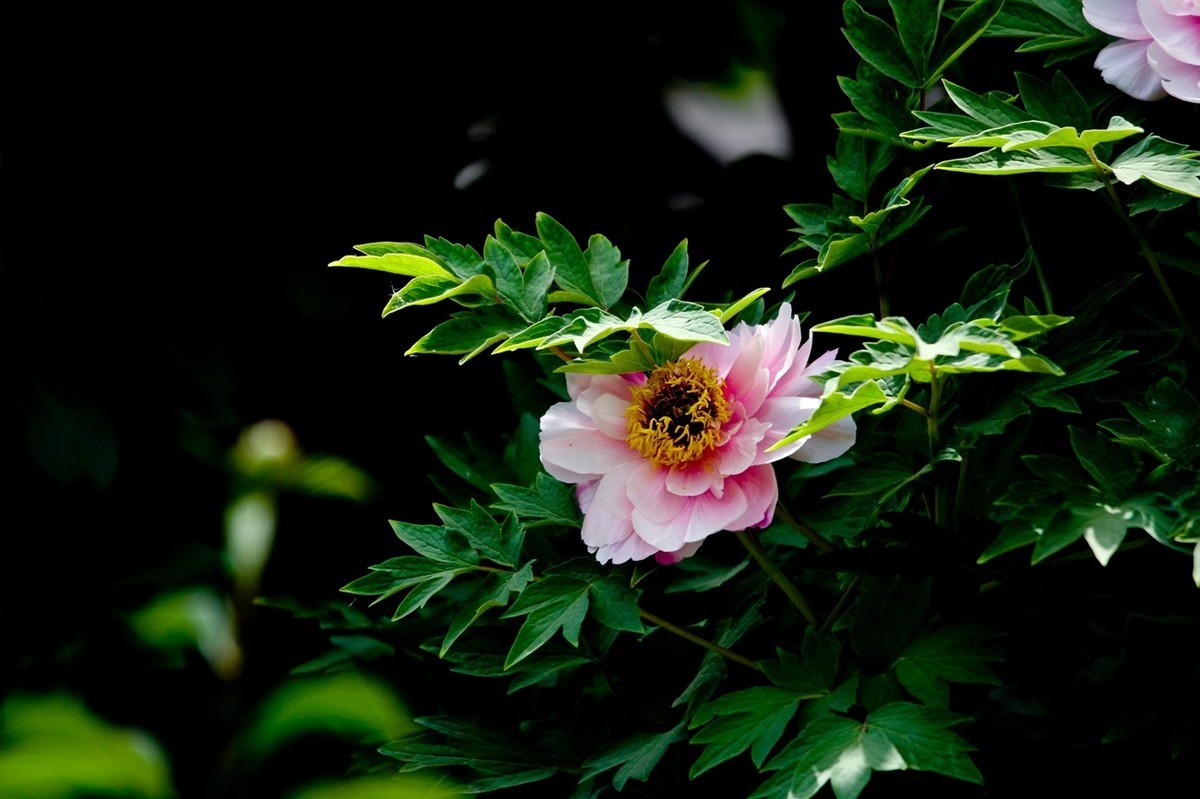 仲春——最后的牡丹