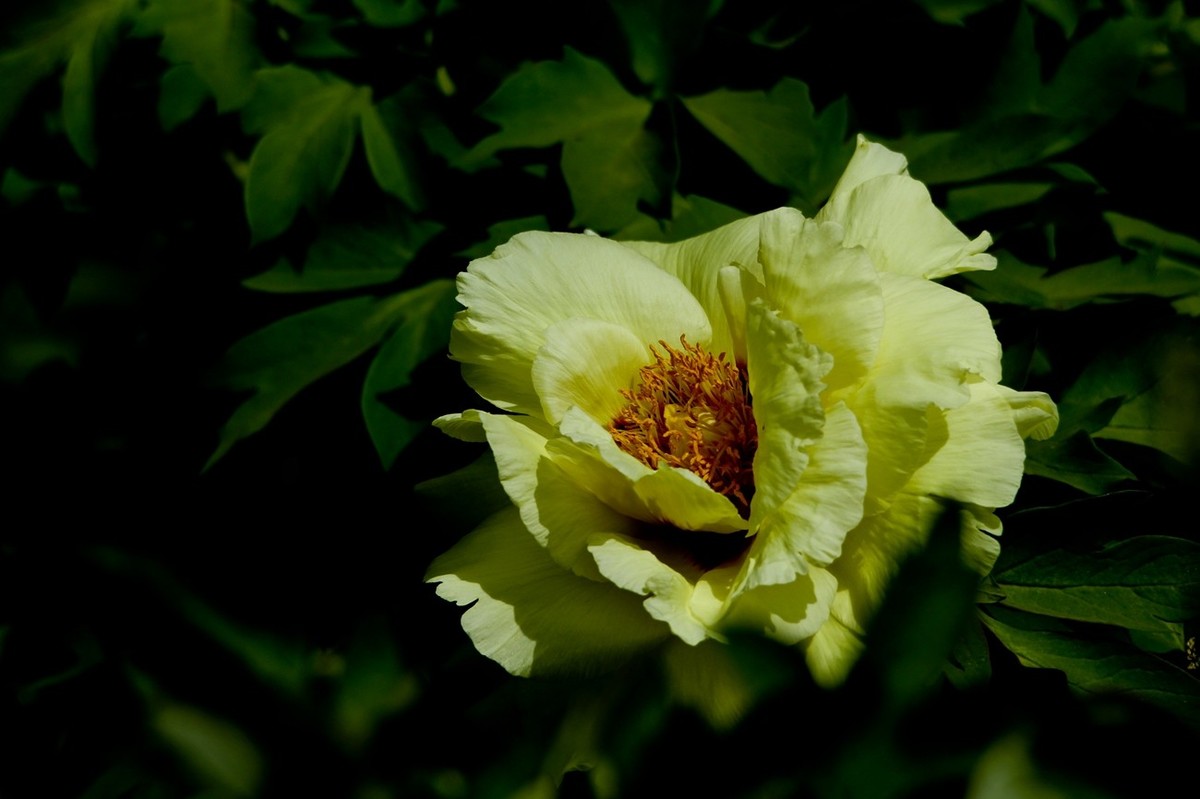 仲春——最后的牡丹