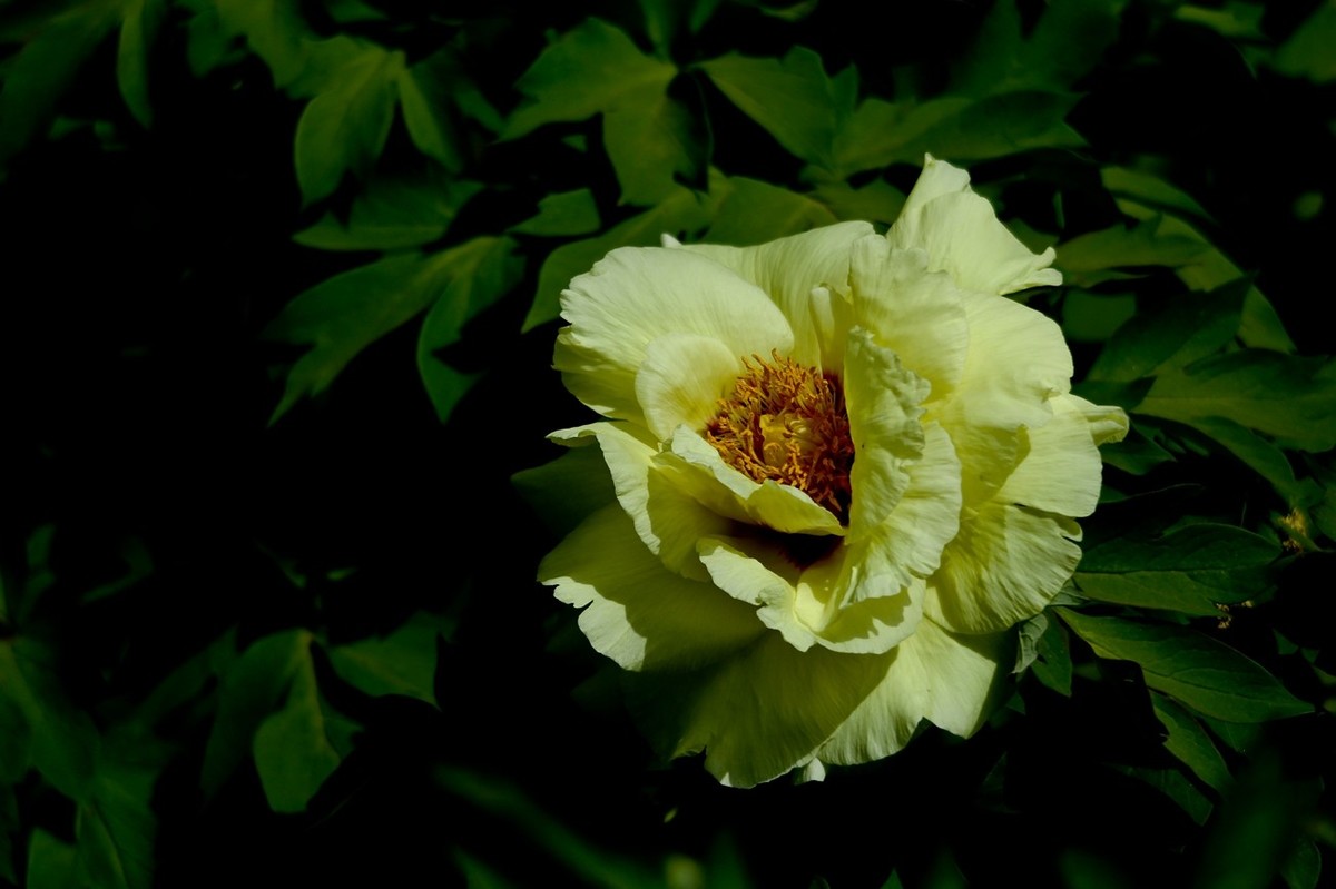 仲春——最后的牡丹