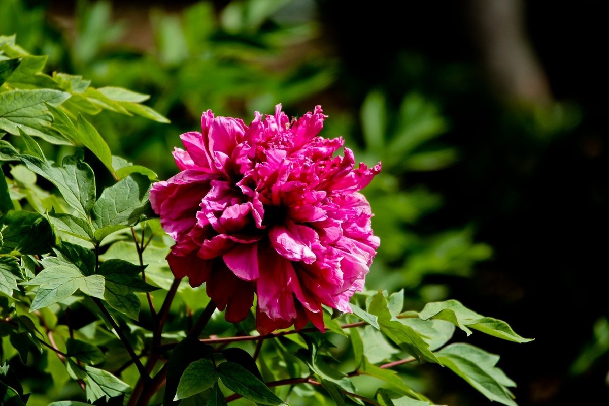 仲春——最后的牡丹