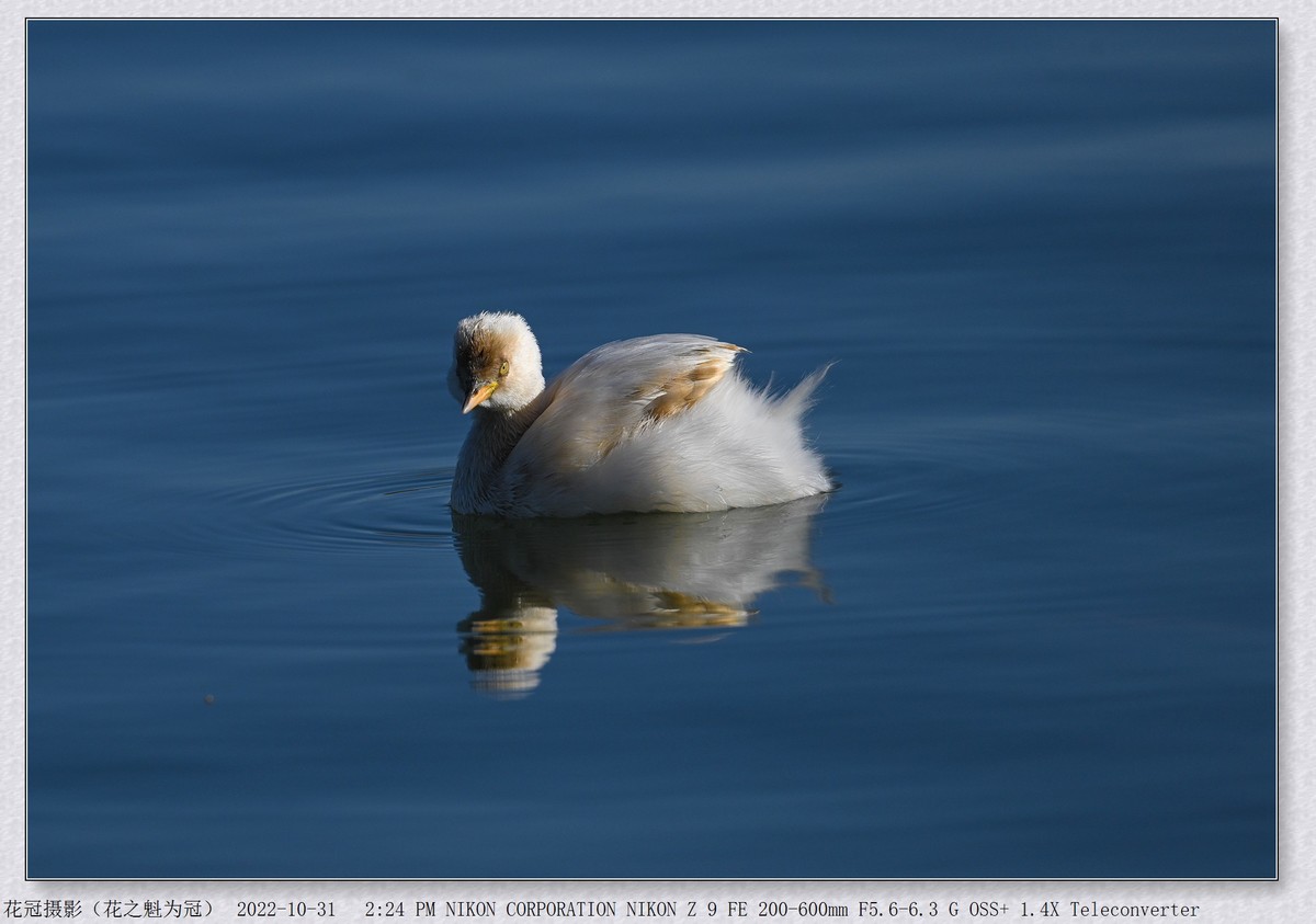 年底前使用变焦镜头拍摄鸟片交流贴（拍鸟变焦那是贼方便、好使）。