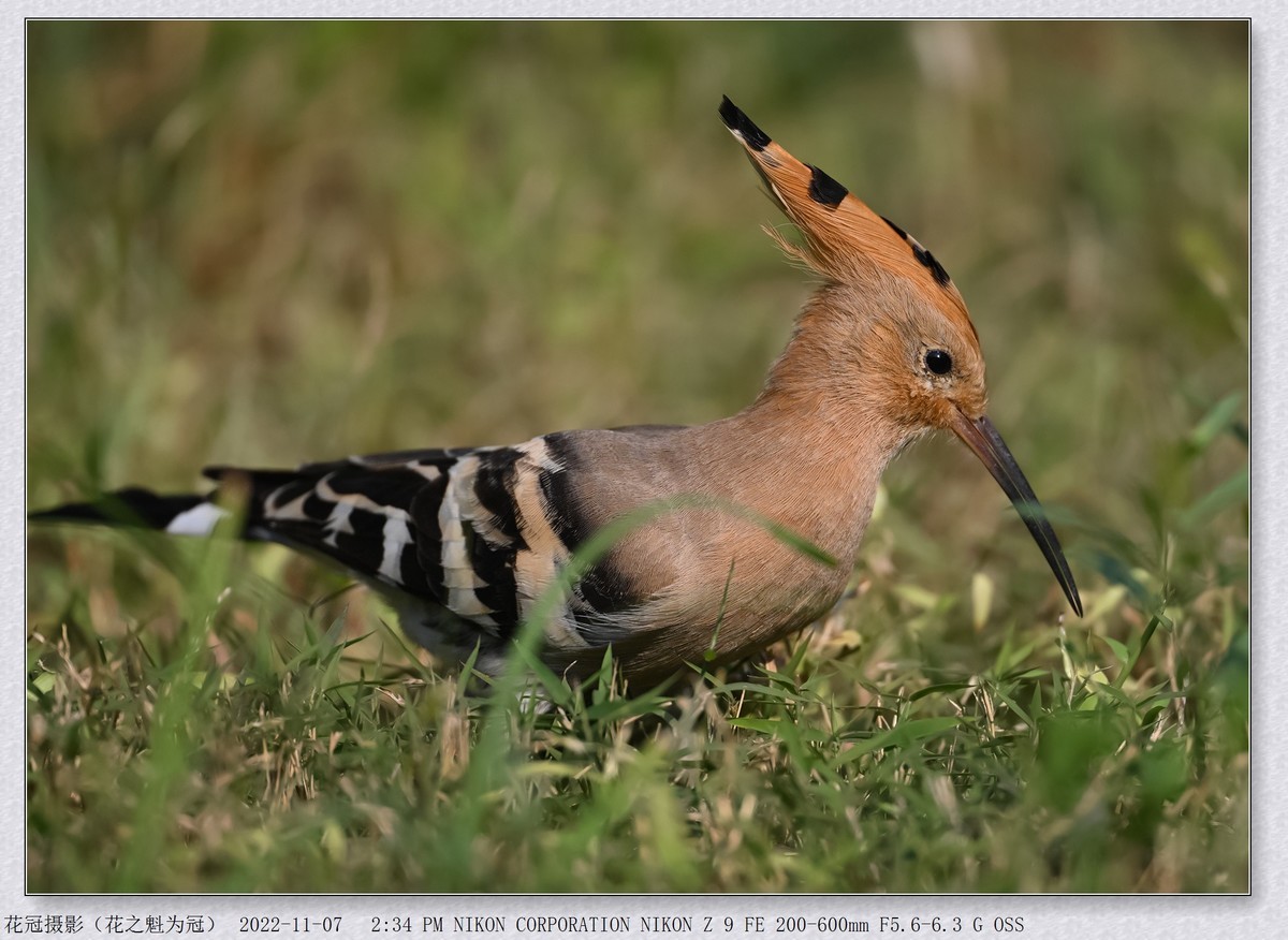 年底前使用变焦镜头拍摄鸟片交流贴（拍鸟变焦那是贼方便、好使）。