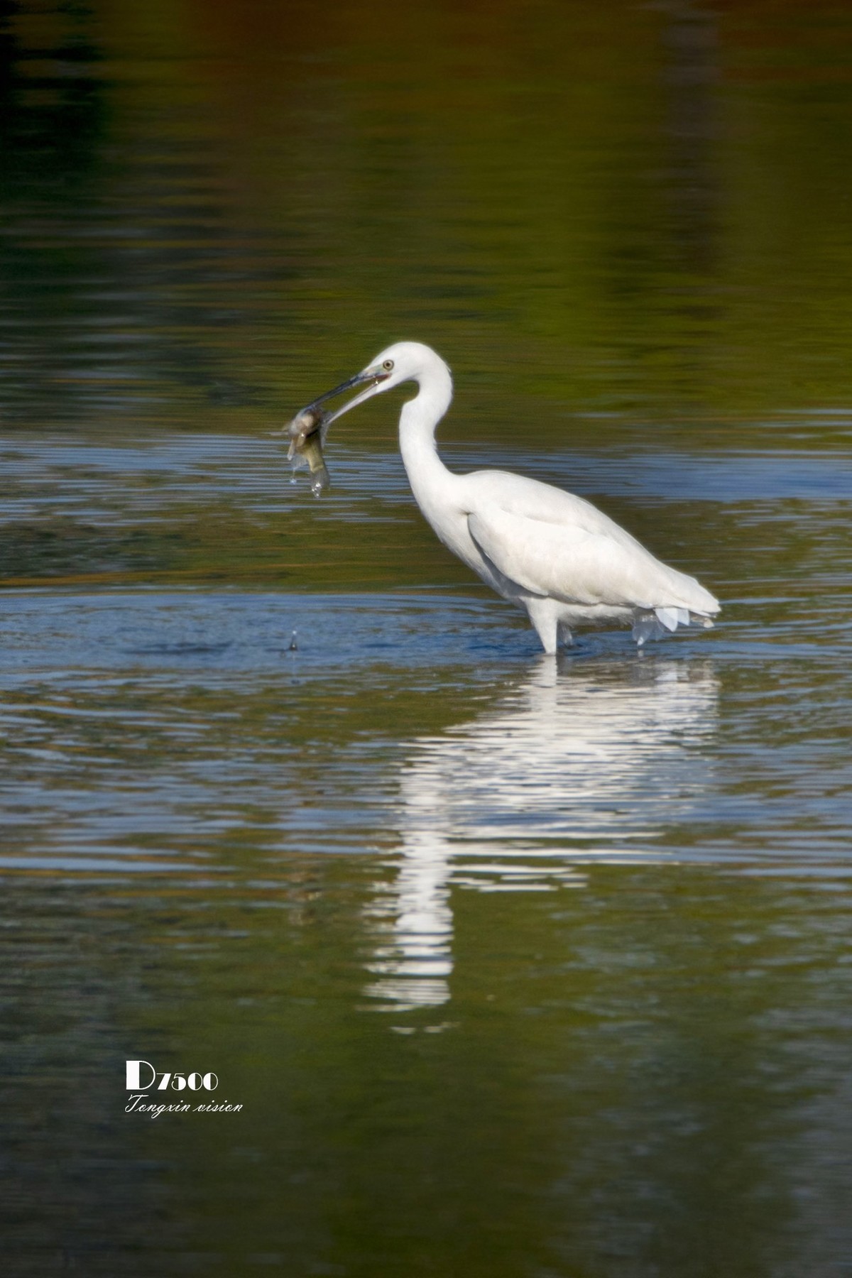 阜新白鹭洲（48）