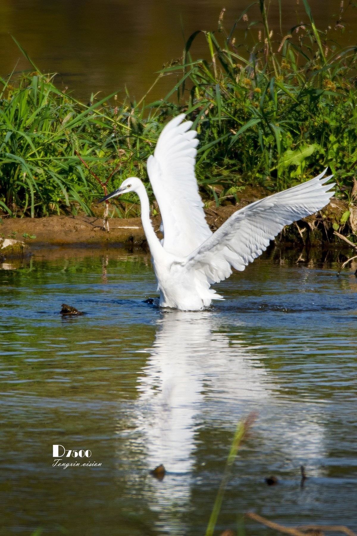 阜新白鹭洲（48）