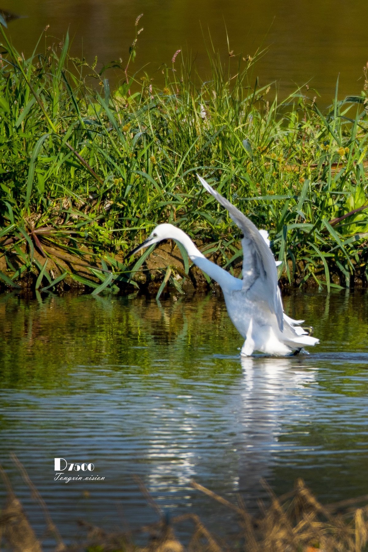 阜新白鹭洲（48）
