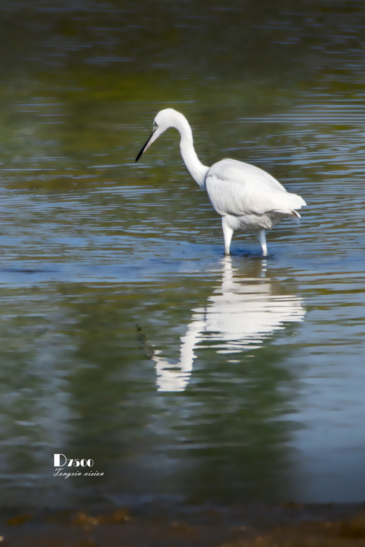 阜新白鹭洲（48）